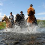 Icelandic horse in Skagafjordur Hotel North Iceland